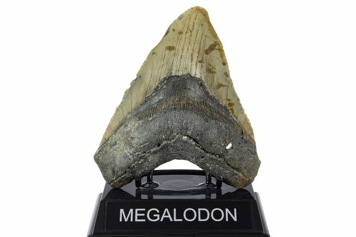 Fossil Megalodon Tooth - North Carolina #346321